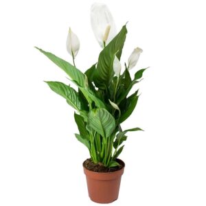 Σπαθίφυλλο – Spathiphyllum Wallisii