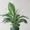 Σπαθίφυλλο – Spathiphyllum Wallisii