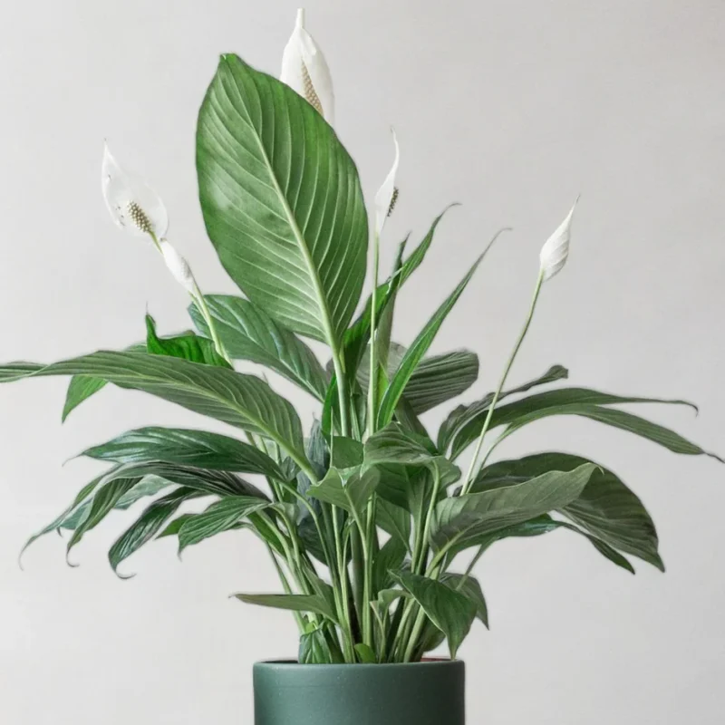 Σπαθίφυλλο – Spathiphyllum Wallisii