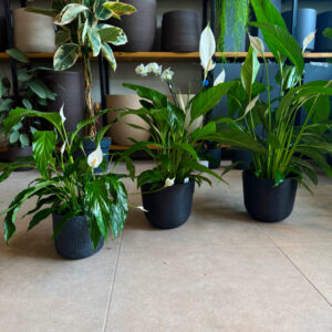 Alternative view of Σπαθίφυλλο - Spathiphyllum Wallisii