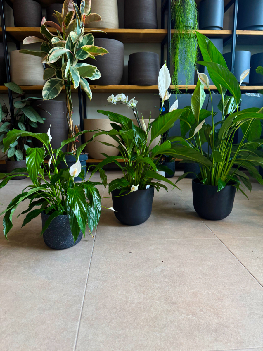 Σπαθίφυλλο - Spathiphyllum Wallisii - Image 3