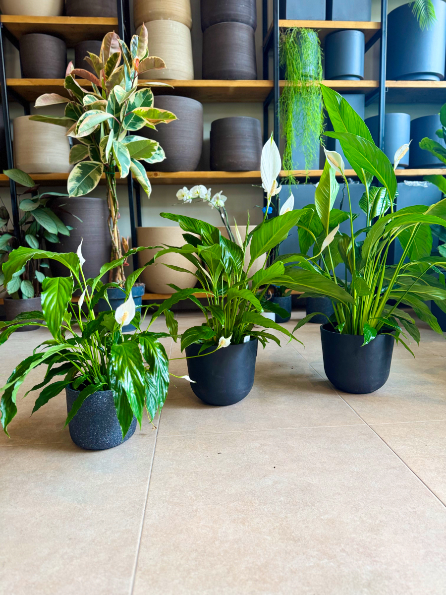 Σπαθίφυλλο - Spathiphyllum Wallisii - Image 4