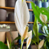 Σπαθίφυλλο - Spathiphyllum Wallisii
