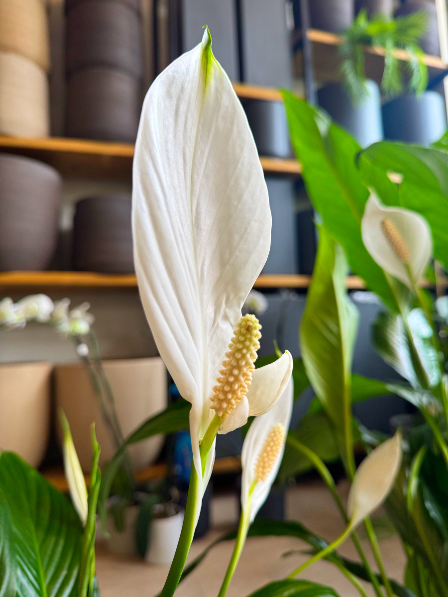 Σπαθίφυλλο - Spathiphyllum Wallisii