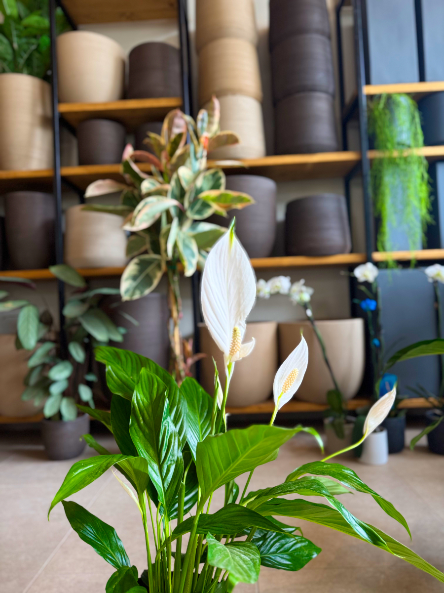 Σπαθίφυλλο - Spathiphyllum Wallisii - Image 7