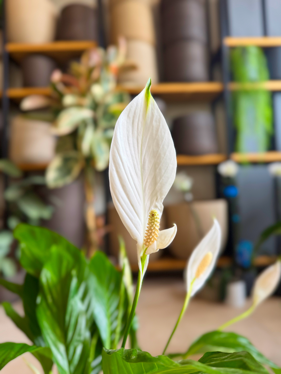 Σπαθίφυλλο - Spathiphyllum Wallisii - Image 8