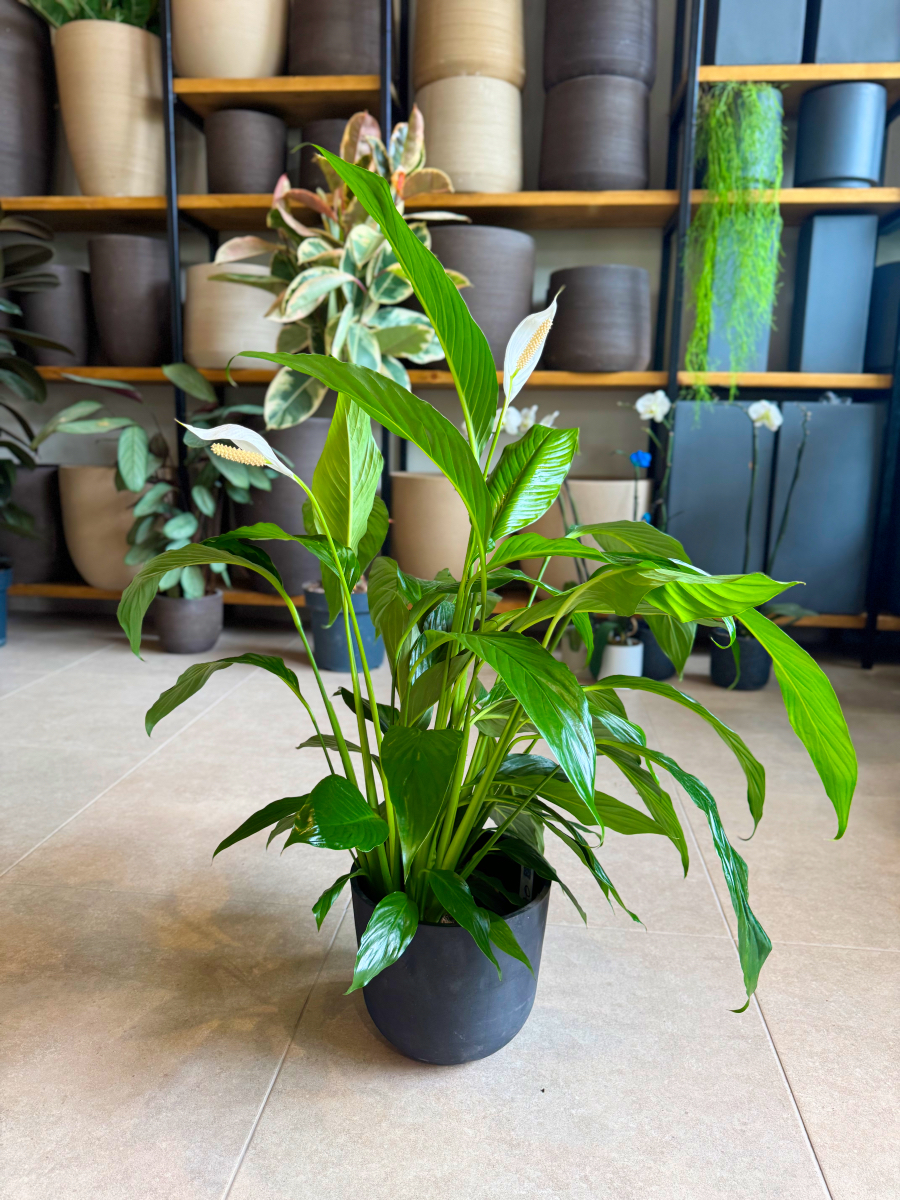 Σπαθίφυλλο - Spathiphyllum Wallisii - Image 9