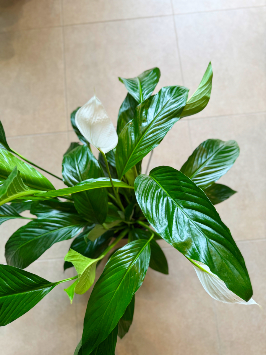 Σπαθίφυλλο - Spathiphyllum Wallisii - Image 11