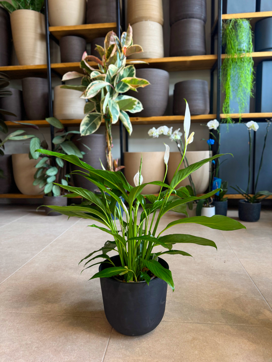 Σπαθίφυλλο - Spathiphyllum Wallisii - Image 12