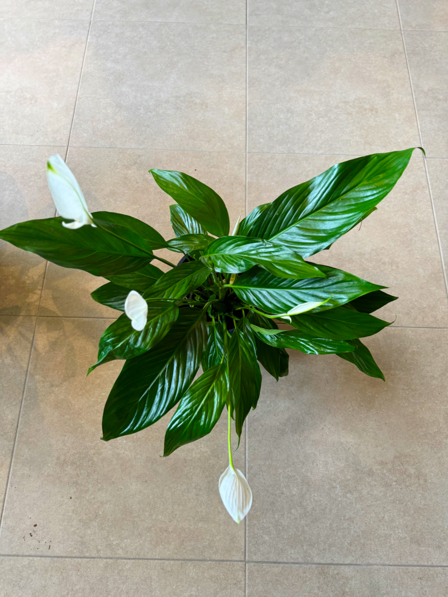 Σπαθίφυλλο - Spathiphyllum Wallisii - Image 13