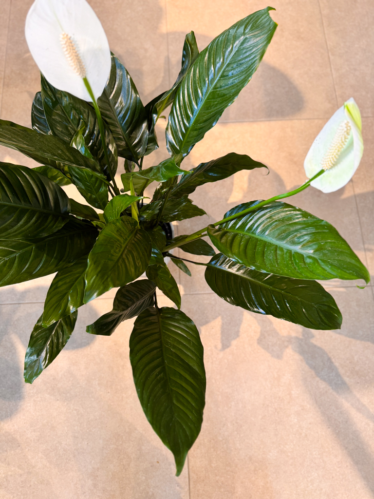 Σπαθίφυλλο - Spathiphyllum Wallisii - Image 12