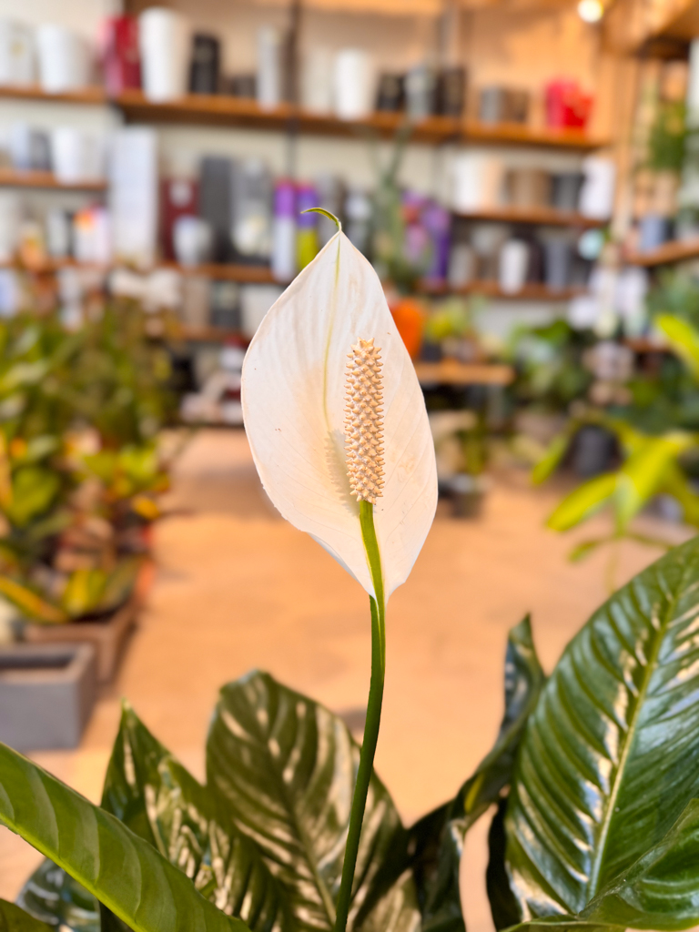 Σπαθίφυλλο - Spathiphyllum Wallisii - Image 13