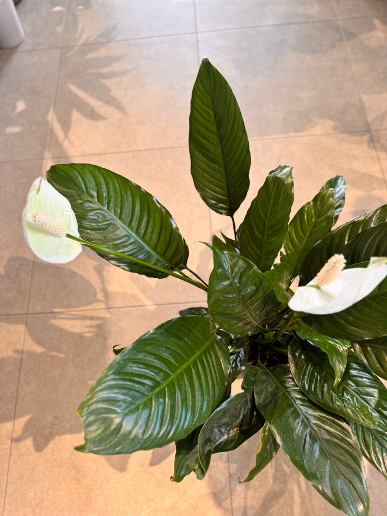 Σπαθίφυλλο - Spathiphyllum Wallisii - Image 4