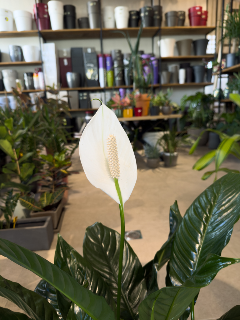 Σπαθίφυλλο - Spathiphyllum Wallisii - Image 3