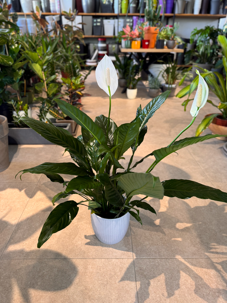 Σπαθίφυλλο - Spathiphyllum Wallisii