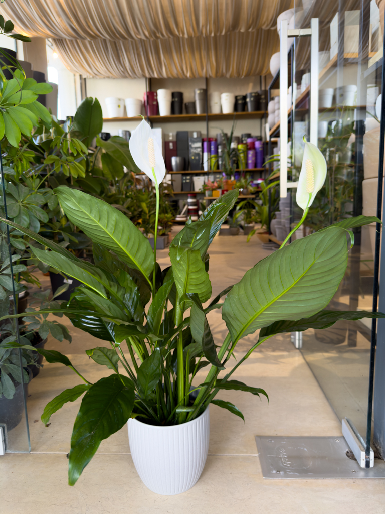 Σπαθίφυλλο - Spathiphyllum Wallisii - Image 2