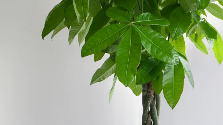 Παχύρα Money Tree