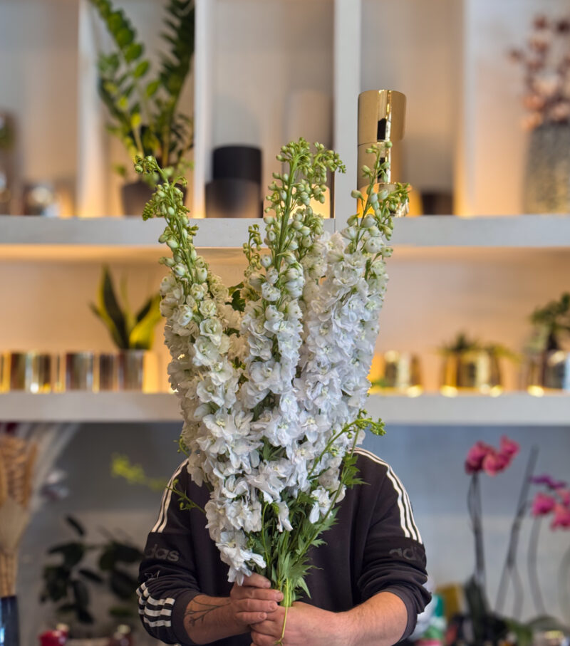 Δελφίνιο – Delphinium - Image 2