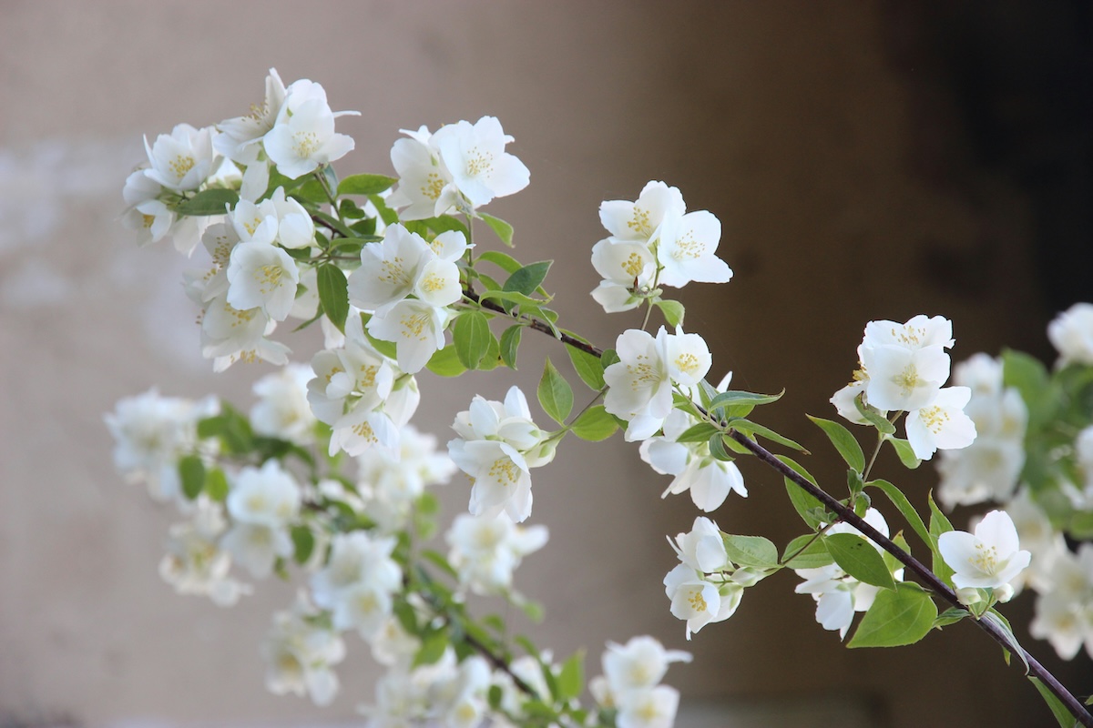 Φυτά με Αρωματικά Άνθη THE FLOWER COMPANY