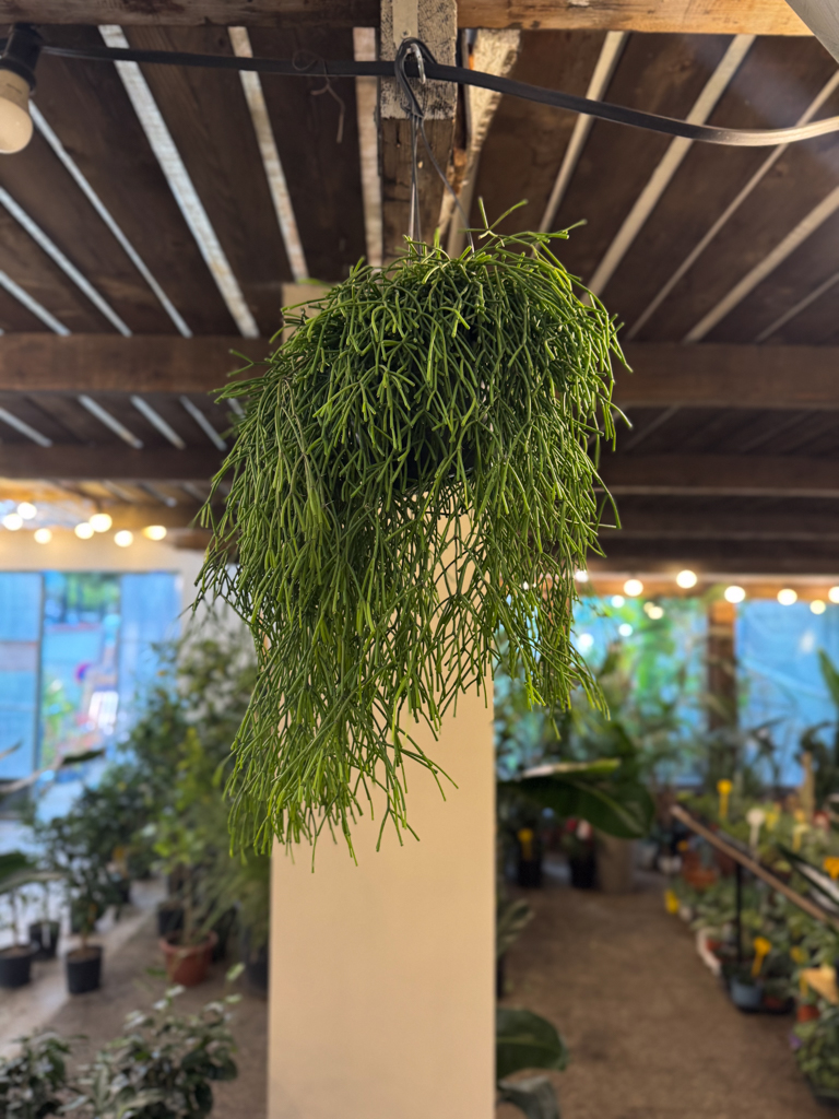 Ριψάλις – Rhipsalis baccifera 'Oasis' - Image 10
