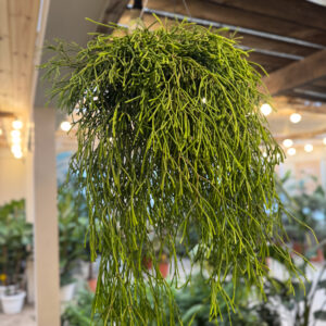Ριψάλις – Rhipsalis baccifera 'Oasis'