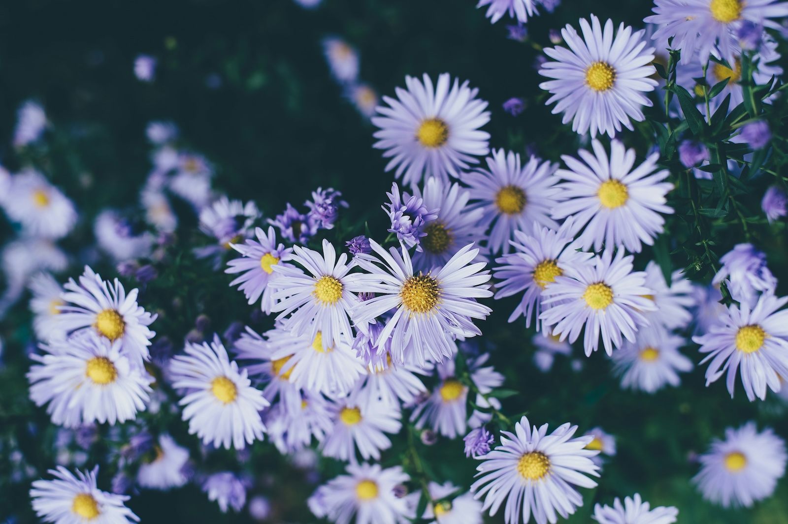 Ποια Φυτά Αγαπούν τον Ήλιο;: THE FLOWER COMPANY