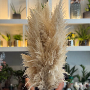 Ανθοδέσμη Πάμπας - Pampas Grass