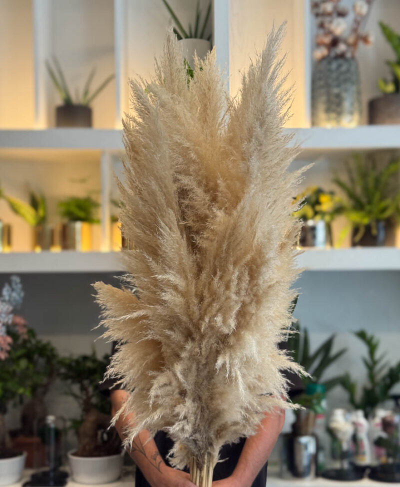 Ανθοδέσμη Πάμπας - Pampas Grass