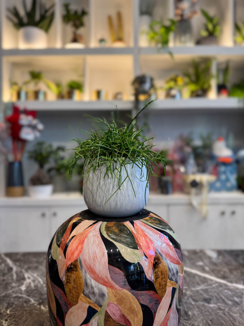 Ριψάλις – Rhipsalis baccifera 'Oasis' - Image 2