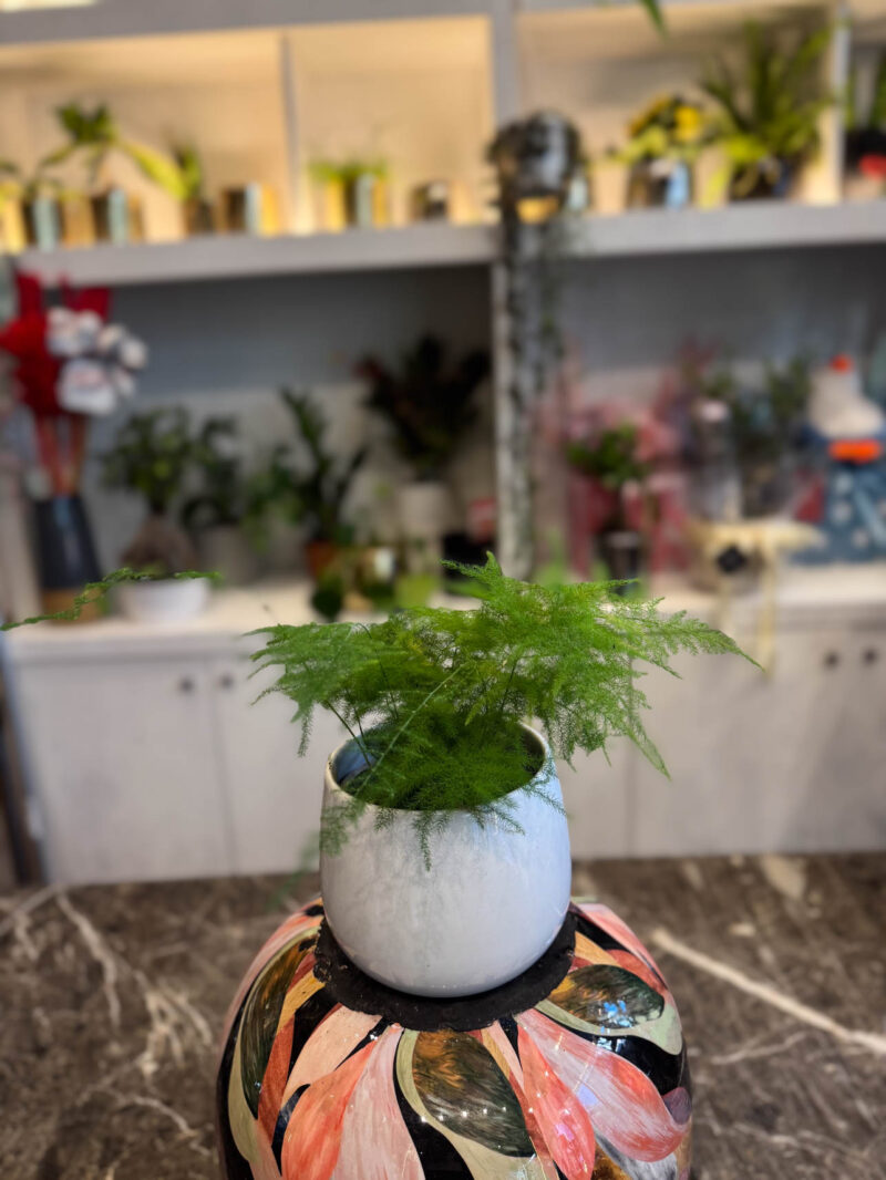 Αράχνη – Common Asparagus Fern - Image 2