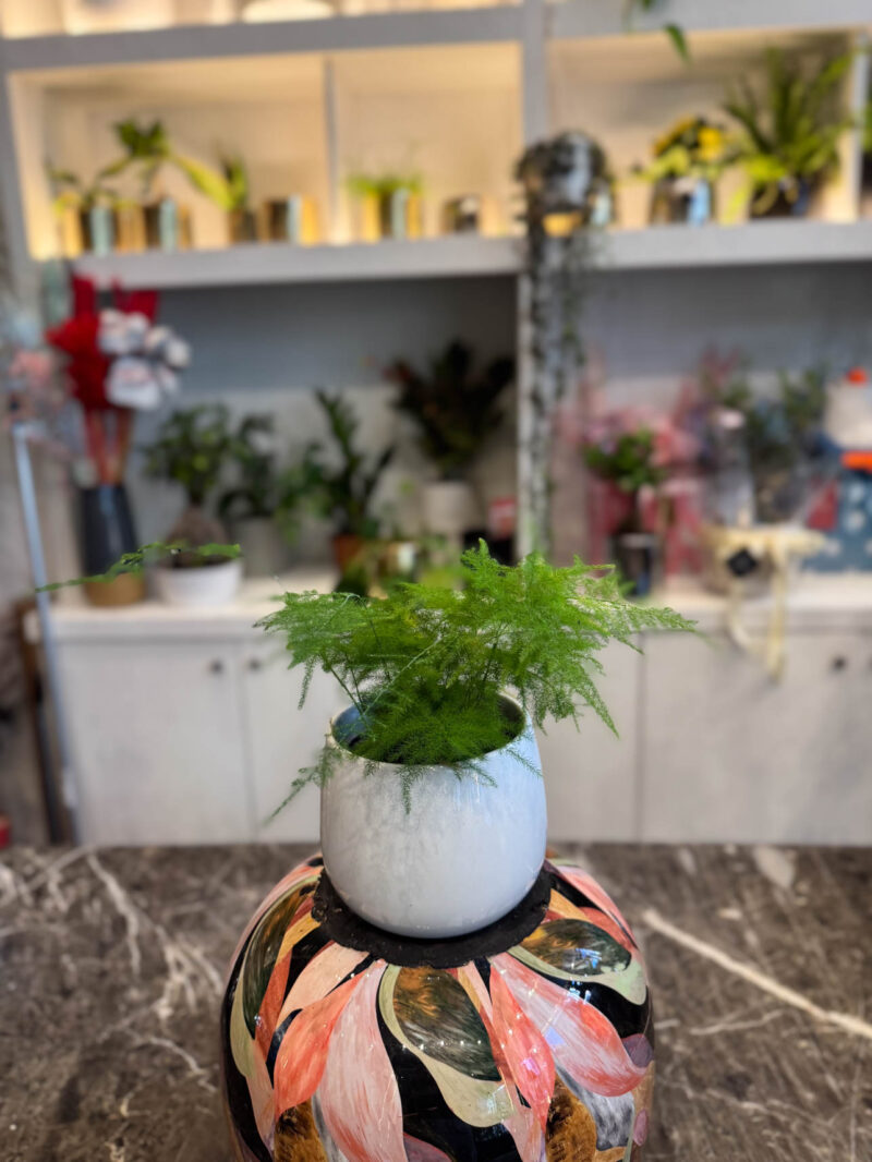 Αράχνη – Common Asparagus Fern
