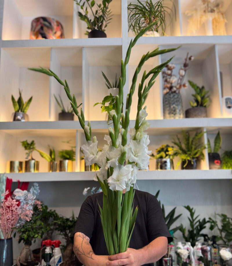 Γλαδιόλα Ανθοδέσμη - Gladiolus - Image 6