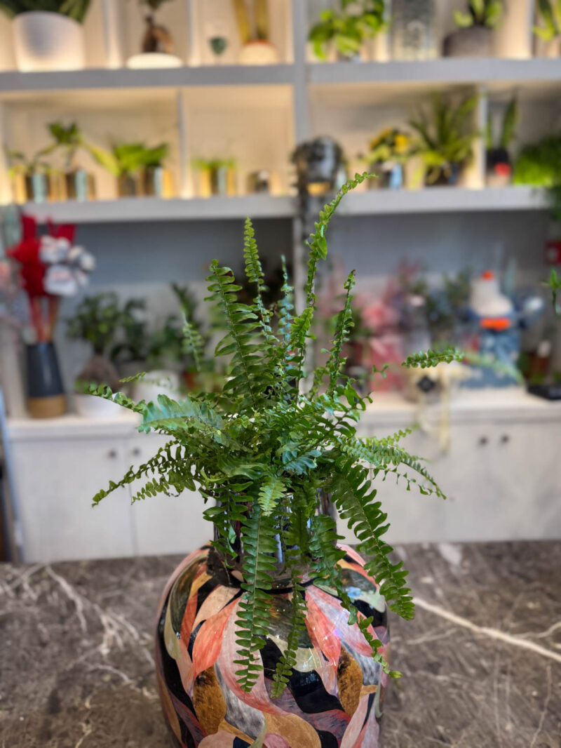 Φτέρη – Nephrolepis exaltata