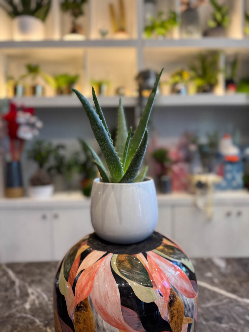 Αλόη – Aloe Vera - Image 2