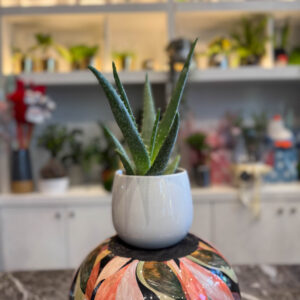 Αλόη – Aloe Vera