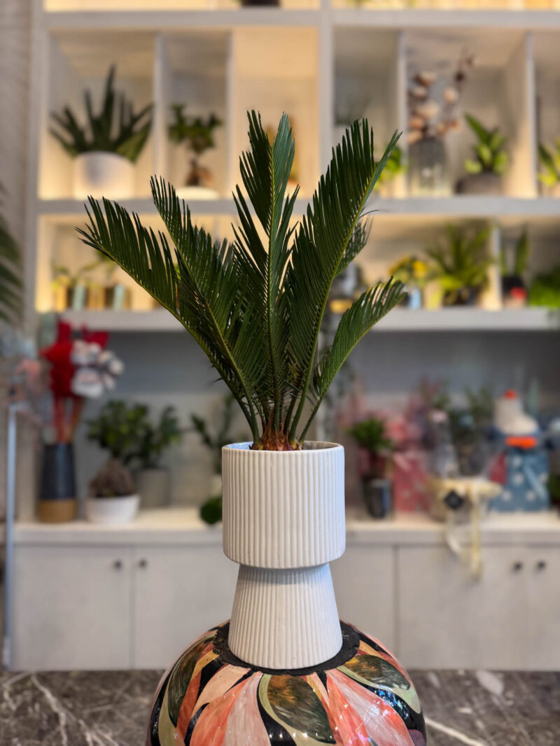 Τσίκας ή Κύκας - Cycas revoluta - Image 2