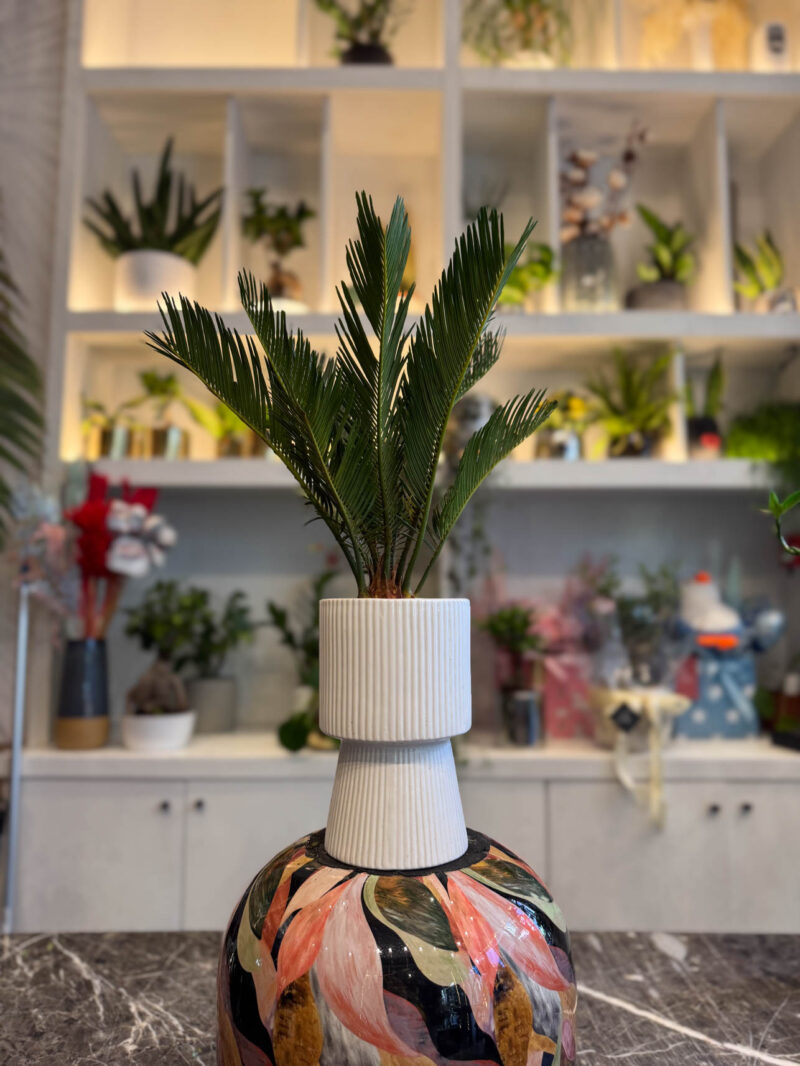 Τσίκας ή Κύκας - Cycas revoluta