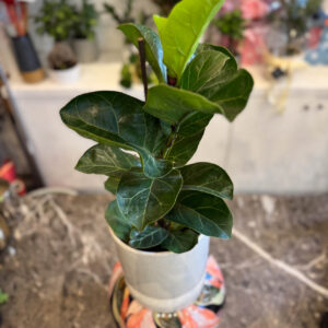 Φίκος Λυράτα Bambino – Ficus Lyrata 'Bambino'