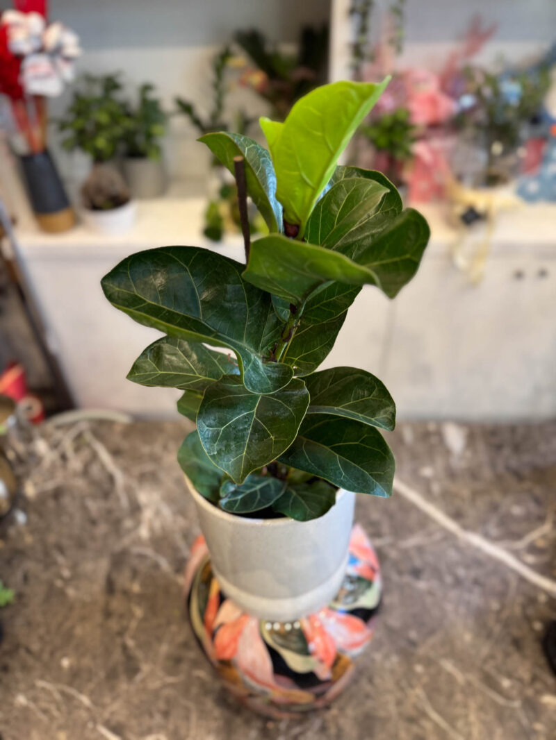 Φίκος Λυράτα Bambino – Ficus Lyrata 'Bambino'