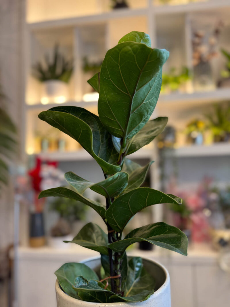 Φίκος Λυράτα Bambino – Ficus Lyrata 'Bambino' - Image 2
