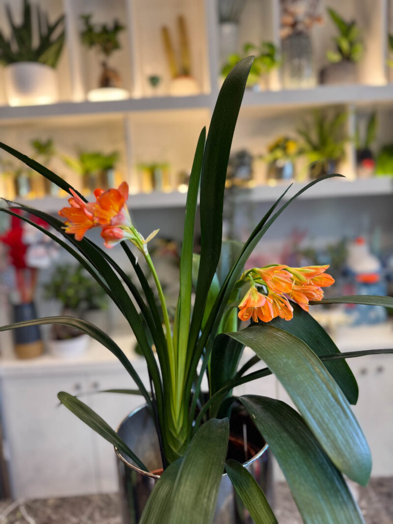 Κλίβια – Clivia Miniata - Image 2