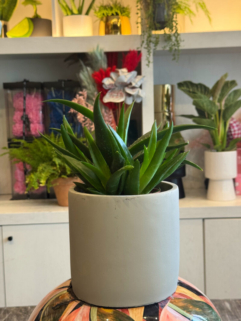 Αλόη – Aloe Vera - Image 3
