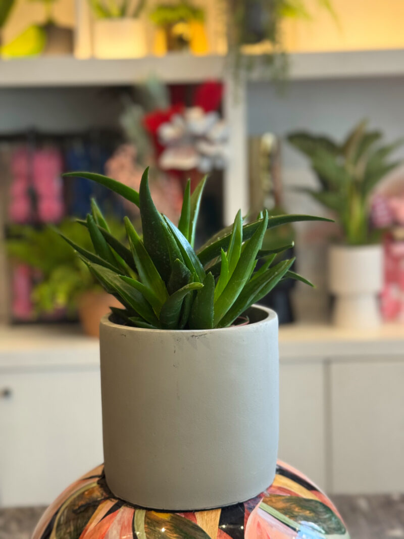 Αλόη – Aloe Vera - Image 6