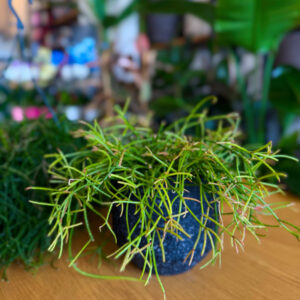 Ριψάλις – Rhipsalis baccifera 'Oasis'