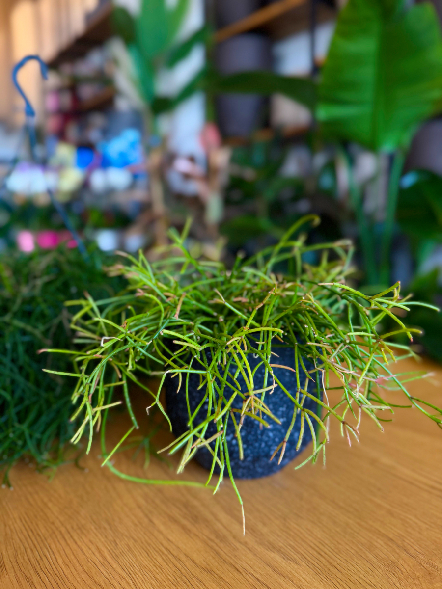 Ριψάλις – Rhipsalis baccifera 'Oasis' - Image 8