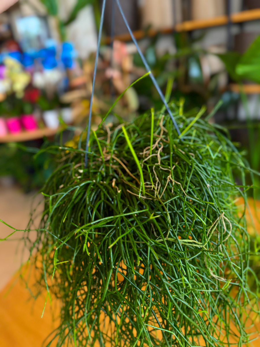 Ριψάλις – Rhipsalis baccifera 'Oasis' - Image 6