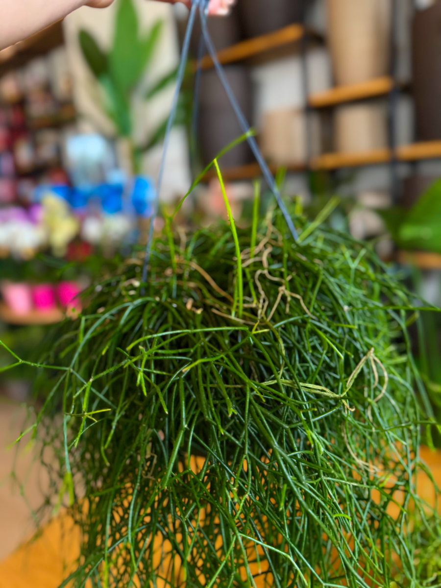 Ριψάλις – Rhipsalis baccifera 'Oasis' - Image 7