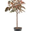 Φίκος Ελάστικα "RUBY"- Ficus Elastica Ruby