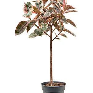 Φίκος Ελάστικα "RUBY"- Ficus Elastica Ruby