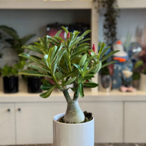Alternative view of Το Αδένιο (Adenium obesum) – Η Έρημη Ροδιά